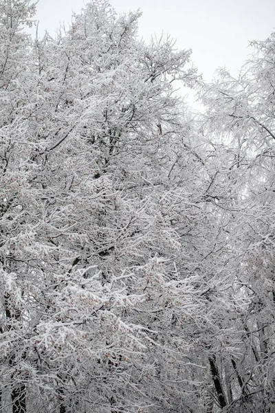 Des Branches Arbres Enneigées Sur Fond Ciel Blanc Hiver — Photo