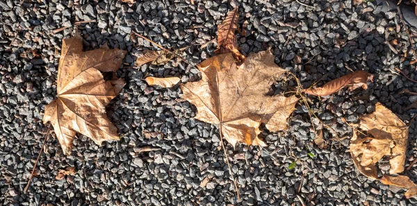 Осень Желтые Листья Земле — стоковое фото