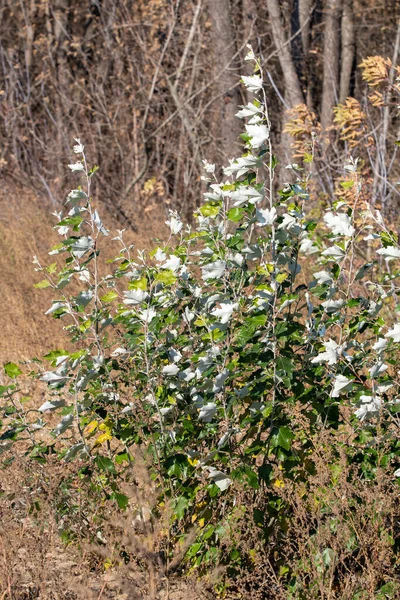 秋には 木々の明るい葉を閉じると — ストック写真