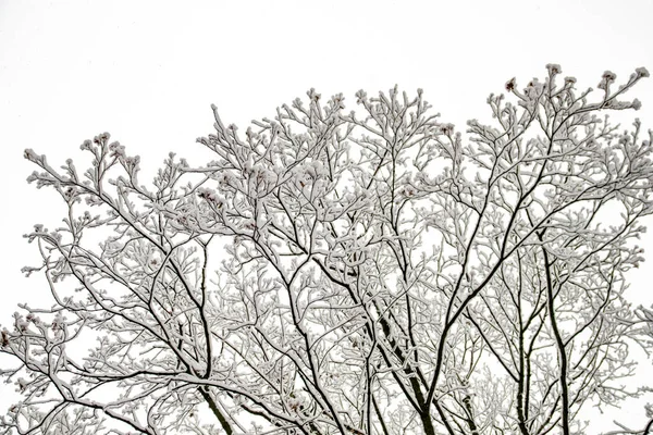 Снігові Гілки Дерев Фоні Білого Неба Зима — стокове фото