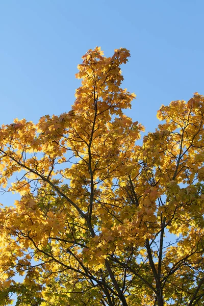 Прекрасні Осінні Дерева Тлі Блакитного Неба Яскраві Кольори Осені Природа — стокове фото