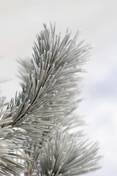 云杉分枝在雪白的雪地里 冬季的心情 — 图库照片