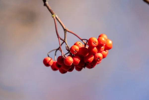 Strauß Roter Vogelbeeren Der Natur — Stockfoto