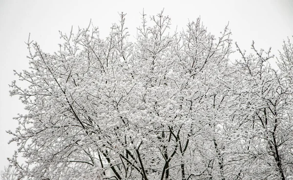 Las Ramas Nevadas Los Árboles Sobre Fondo Cielo Blanco Invierno — Foto de Stock