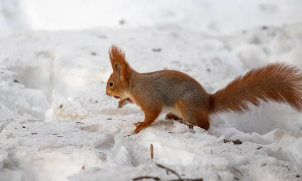 Rotes Eichhörnchen Auf Weißem Schnee Winter — Stockfoto