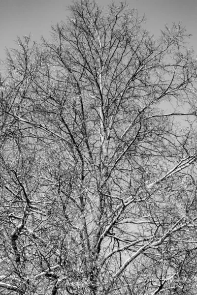 Holé Větve Stromů Proti Obloze Zima — Stock fotografie
