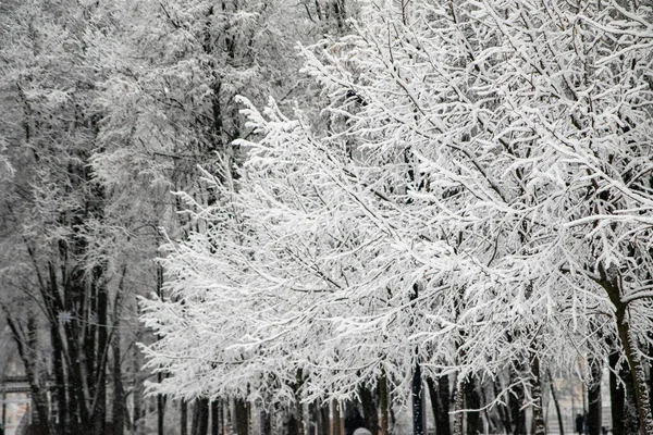 Ramos Nevados Árvores Contra Fundo Céu Branco Inverno — Fotografia de Stock