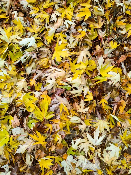 Sonbahar Sarı Yaprakları Doğada — Stok fotoğraf