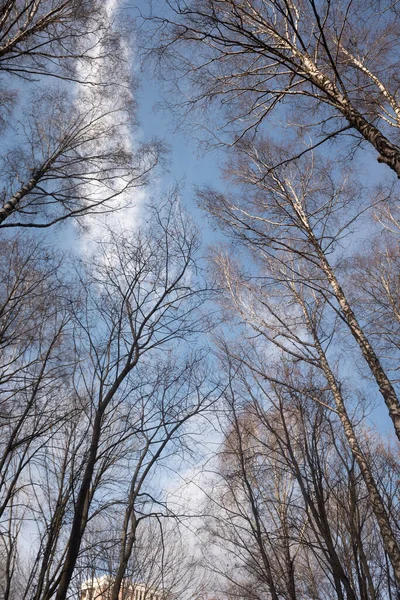 Arbres Automne Sans Feuilles Contre Ciel Bleu Avec Des Nuages — Photo