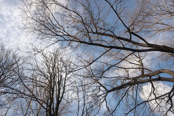 Осенние Деревья Листьев Фоне Голубого Неба Белыми Облаками Вид Снизу — стоковое фото