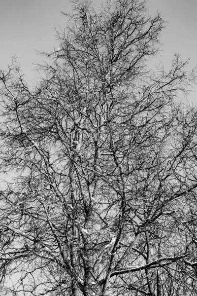 Голые Ветви Деревьев Против Неба Зима — стоковое фото