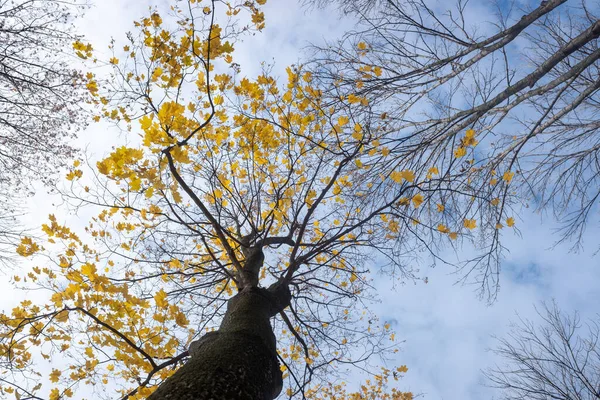 Takken Van Herfstbomen Tegen Hemel Onderaanzicht — Stockfoto