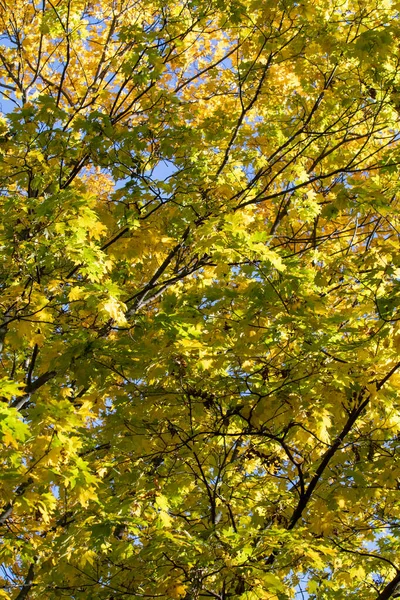 Красивые Осенние Деревья Против Голубого Неба Яркие Цвета Осени Природа — стоковое фото