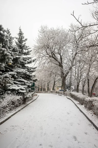 Winter Park Landscape Snowy Forest Winter — Stock Photo, Image