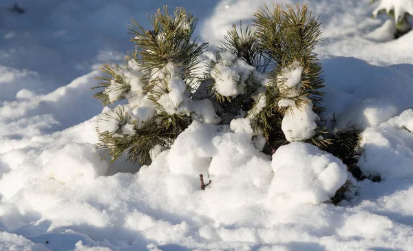 Fichtenzweige Schnee Der Sonne Natur — Stockfoto