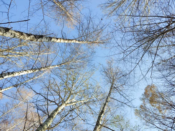 空に対する秋の木の枝 下からの眺め — ストック写真