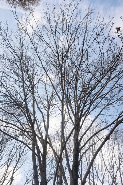 Herbstbäume Ohne Blätter Vor Blauem Himmel Mit Weißen Wolken Blick — Stockfoto