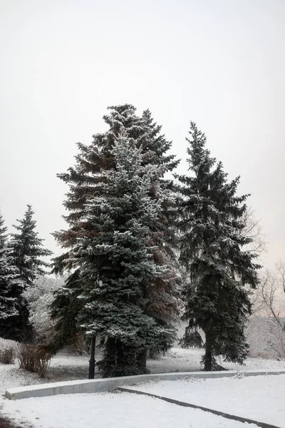 Parque Invierno Paisaje Bosque Nevado Invierno — Foto de Stock