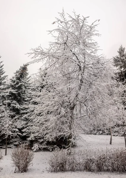 Parque Invierno Paisaje Bosque Nevado Invierno — Foto de Stock