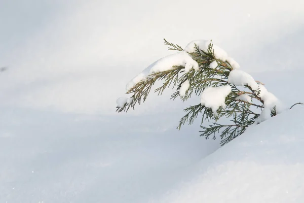 가문비나무가지는 겨울에는 눈으로 — 스톡 사진