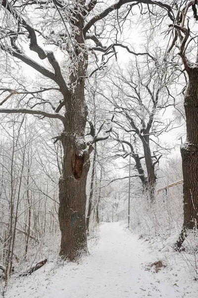 Zimowy Park Krajobraz Zaśnieżony Las Zima — Zdjęcie stockowe