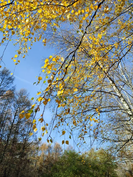 공원에 나뭇잎없는 풍경맑은 — 스톡 사진