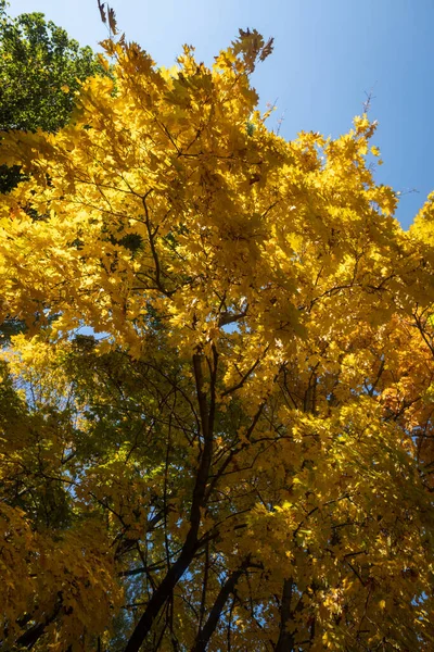 Осінній Пейзаж Дерева Яскравим Листям Фоні Неба — стокове фото