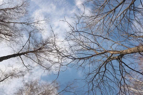Herfstbomen Zonder Bladeren Tegen Een Blauwe Lucht Met Witte Wolken — Stockfoto