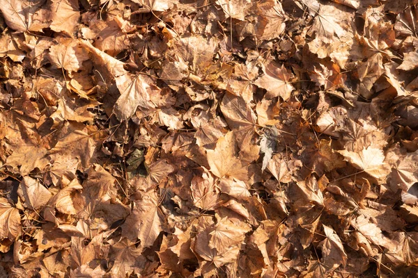 Sonbahar sarı yaprakları doğada