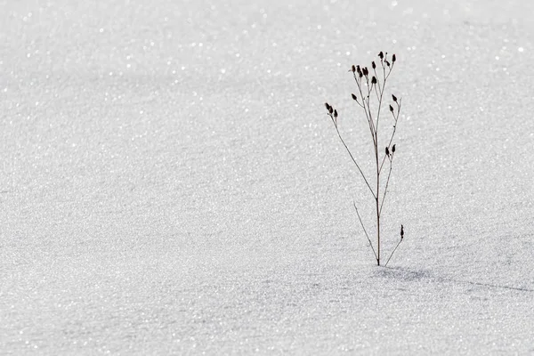 Neve Come Sfondo Ramo Secco Sotto Neve — Foto Stock