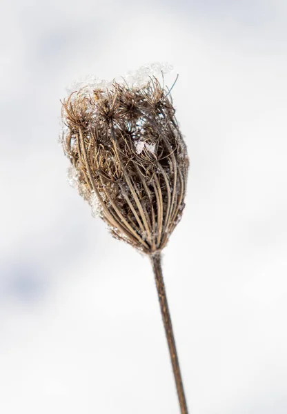 Branche Sèche Épine Dans Neige — Photo