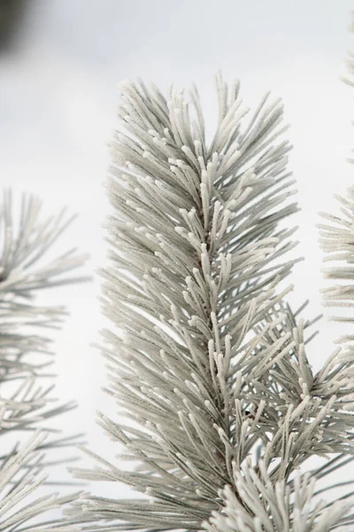 云杉分枝在雪白的雪地里 冬季的心情 — 图库照片