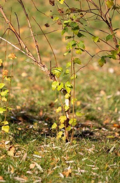 Autunno Foglie Gialle Sulla Terra Natura — Foto Stock