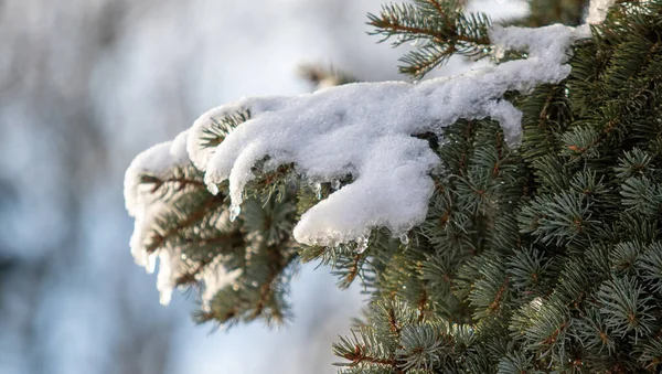 Jedlové Zelené Větve Sněhu Zimě — Stock fotografie