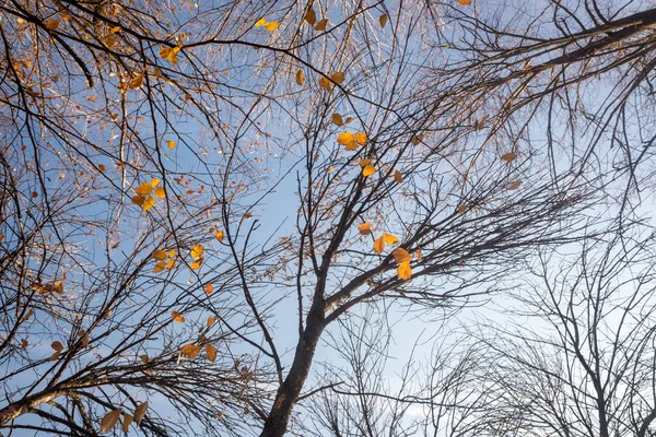 Alberi Autunnali Senza Foglie Contro Cielo Blu Con Nuvole Bianche — Foto Stock