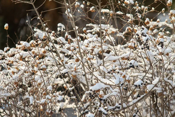 Suche Gałęzie Białym Śniegu Natura Zimowa — Zdjęcie stockowe