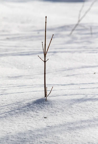雪を背景に雪の下から乾いた枝が — ストック写真