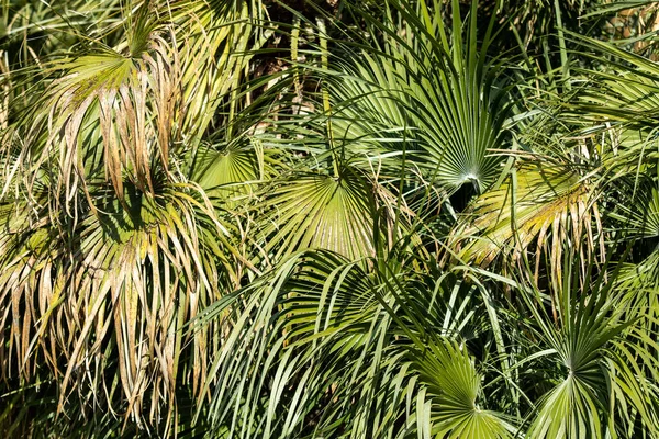 Palm Trees Green Leaves Natural Landscape — Stock Photo, Image
