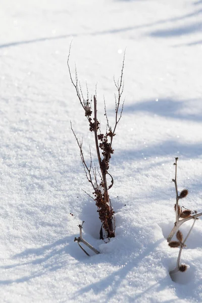 Suchá Větev Trn Sněhu — Stock fotografie
