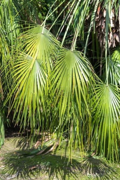 Palmiers Feuilles Vertes Paysage Naturel — Photo