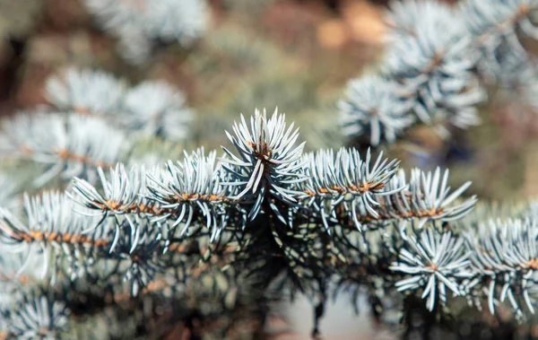 Sluiten Van Sparren Groene Takken Winter — Stockfoto