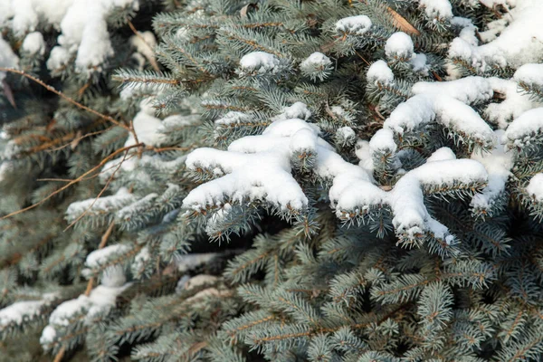 Ramos Secos Nus Neve Branca Natureza Inverno — Fotografia de Stock