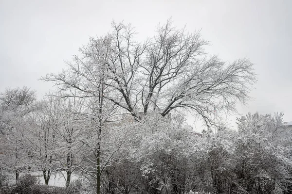 Des Branches Arbres Enneigées Sur Fond Ciel Blanc Hiver — Photo