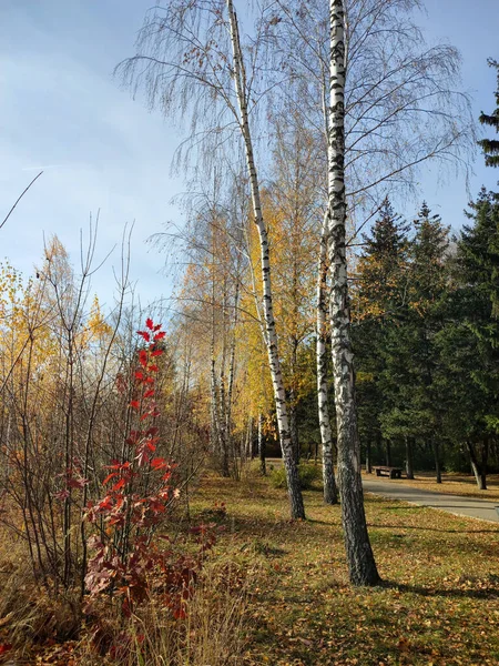 Высокие Деревья Листьев Парке Осенний Пейзаж Ясный Солнечный День — стоковое фото