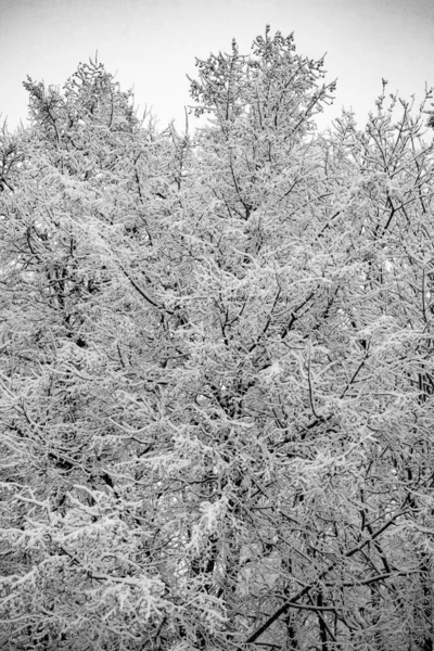 Снежные Ветви Деревьев Белом Фоне Неба Зима — стоковое фото