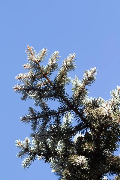 Fir Groen Winter Blauwe Lucht Achtergrond — Stockfoto