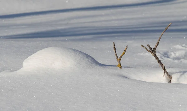 Снег Фон Сухая Ветка Снега — стоковое фото