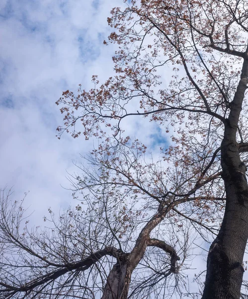 Branches Arbres Automne Contre Ciel Vue Bas Vers Haut — Photo