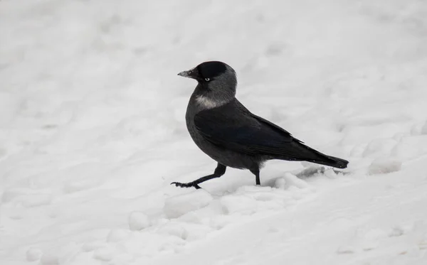 Cuervo Negro Invierno Nieve — Foto de Stock