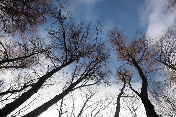 Alberi Autunnali Senza Foglie Contro Cielo Blu Con Nuvole Bianche — Foto Stock